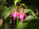 Fuchsia magellanica Gracilis (`14, Sep.21)