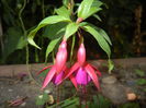 Fuchsia magellanica Gracilis (`14, Sep.21)