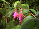 Fuchsia magellanica Gracilis (`14, Sep.25)