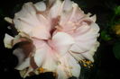 SAM_2717