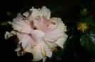 SAM_2719