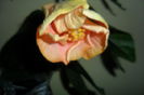 SAM_2725