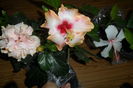 SAM_2774