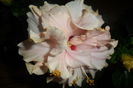 SAM_2775
