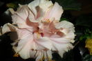 SAM_2776