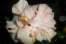 SAM_2778