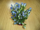 GENTIANA
