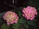 HORTENSIA