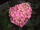 HORTENSIA