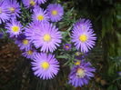 Blue Aster (2014, September 25)