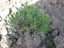 lavanda