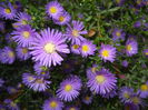 Blue Aster (2014, September 26)