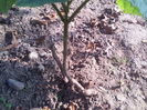 Paulownia
