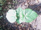 Paulownia