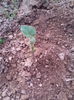 Paulownia