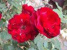 DSC04341