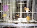 Canari pt.EXPO-AEO-2014 044