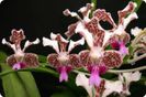 vanda-tricolor-var.-suavis-