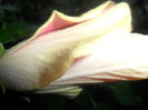 SAM_2806