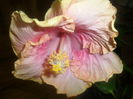 SAM_2822