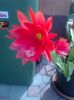 epiphyllum rosu