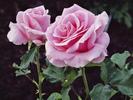 Flori Desktop Wallpapers Poze cu Flori Delicate Blossoms