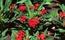Flori din Bulgaria Poze Flori Wallpapers Imagini cu Floricele