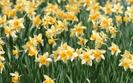 Flori Galbene Poze Flori Wallpapers Imagini cu Floricele