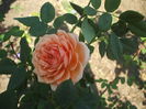 DSCF0365