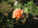 DSCF0366