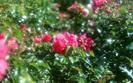 Flori Rare Poze Flori Wallpapers Imagini cu Floricele