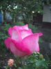 DSCF0217