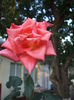 DSCF0225
