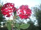DSCF0244