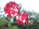 DSCF0245