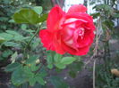 DSCF0250