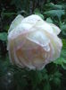 DSCF0274