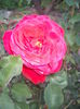 DSCF0290