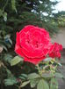 DSCF0300