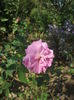 DSCF0332