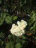 DSCF0333