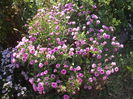 DSCF0398