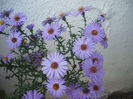 DSCF0401