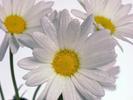 Floricele Flori Desktop Wallpapers Poze cu Flori