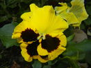 Swiss Giant Yellow Pansy (2014, Sep.25)
