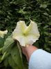 BRUGMANSIA CITRONELA