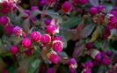 Imagini Florale Wide Flori Desktop Wallpapers Flowers Pictures