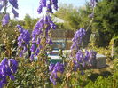aconitum plin de albine