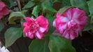 WP_20141011_12_20_36_Pro