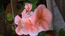 WP_20141014_15_57_46_Pro